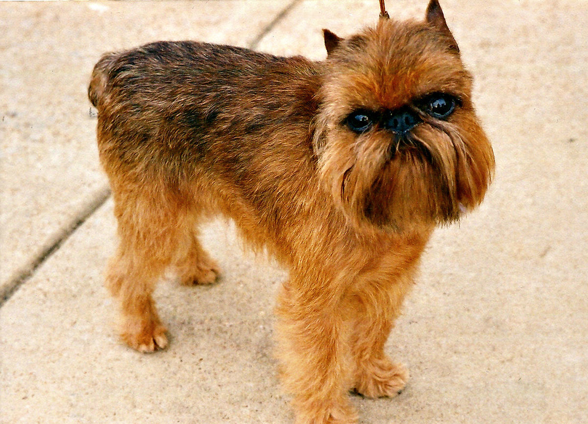 Brussels Griffon